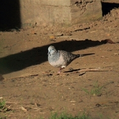 Geopelia placida (Peaceful Dove) at Gibberagee, NSW - 19 Dec 2011 by Bungybird