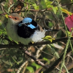 Malurus cyaneus (Superb Fairywren) at Gibberagee, NSW - 19 Dec 2011 by Bungybird