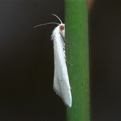 Tipanaea patulella (A Crambid moth) at Gibberagee, NSW - 19 Dec 2011 by Bungybird