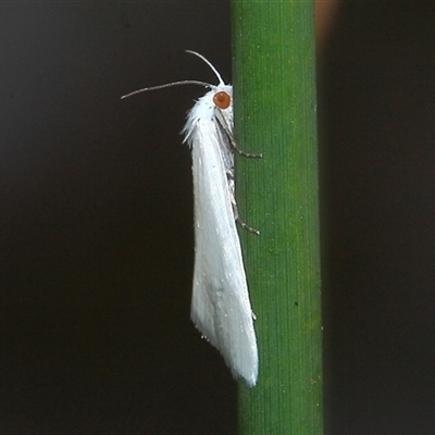 Tipanaea patulella (A Crambid moth) at Gibberagee, NSW - 19 Dec 2011 by Bungybird