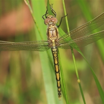 Orthetrum caledonicum (Blue Skimmer) at Gibberagee, NSW - 19 Dec 2011 by Bungybird