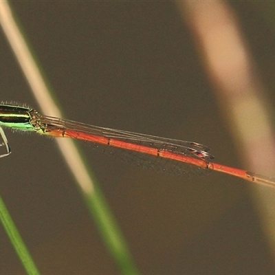 Ischnura aurora at Gibberagee, NSW - 18 Dec 2011 by Bungybird