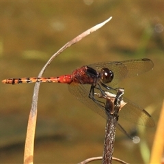 Diplacodes melanopsis (Black-faced Percher) at Gibberagee, NSW - 17 Dec 2011 by Bungybird