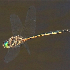 Hemicordulia australiae (Australian Emerald) at Gibberagee, NSW - 18 Dec 2011 by Bungybird