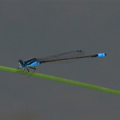 Ischnura heterosticta at Gibberagee, NSW - 17 Dec 2011 by Bungybird