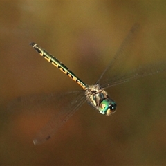 Hemicordulia australiae (Australian Emerald) at Gibberagee, NSW - 16 Dec 2011 by Bungybird