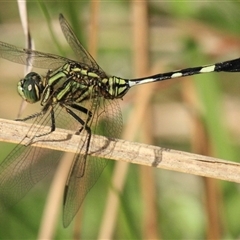 Orthetrum sabina (Slender Skimmer) at Gibberagee, NSW - 16 Dec 2011 by Bungybird