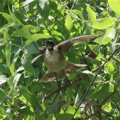 Philemon corniculatus (Noisy Friarbird) at Gibberagee, NSW - 16 Dec 2011 by Bungybird