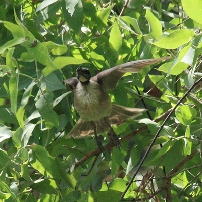 Philemon corniculatus (Noisy Friarbird) at Gibberagee, NSW - 16 Dec 2011 by Bungybird