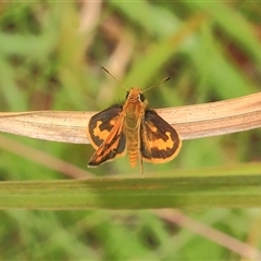 Ocybadistes walkeri (Green Grass-dart) at Gibberagee, NSW - 16 Dec 2011 by Bungybird