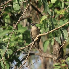 Philemon citreogularis (Little Friarbird) at Gibberagee, NSW - 17 Dec 2011 by Bungybird