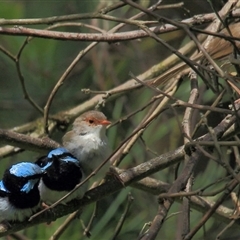 Malurus cyaneus (Superb Fairywren) at Gibberagee, NSW - 16 Dec 2011 by Bungybird