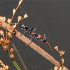 Myrmecia nigrocincta (Jumper ant, jumping jack) at Gibberagee, NSW - 15 Dec 2011 by Bungybird