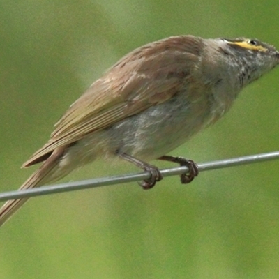 Caligavis chrysops (Yellow-faced Honeyeater) at Gibberagee, NSW - 15 Dec 2011 by Bungybird