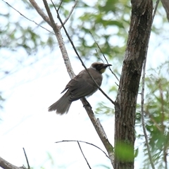 Philemon citreogularis (Little Friarbird) at Gibberagee, NSW - 16 Dec 2011 by Bungybird