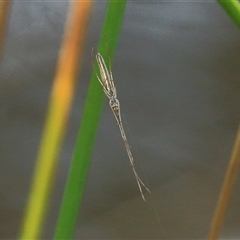 Tetragnatha sp. (genus) at Gibberagee, NSW - 24 Nov 2012 by Bungybird