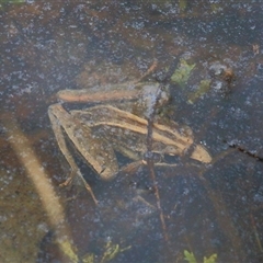 Litoria nasuta at Gibberagee, NSW - 24 Nov 2012 by Bungybird