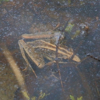 Litoria nasuta at Gibberagee, NSW - 24 Nov 2012 by Bungybird