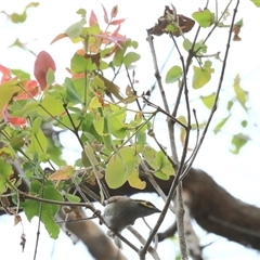 Caligavis chrysops (Yellow-faced Honeyeater) at Gibberagee, NSW - 24 Nov 2012 by Bungybird