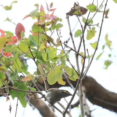 Caligavis chrysops (Yellow-faced Honeyeater) at Gibberagee, NSW - 24 Nov 2012 by Bungybird