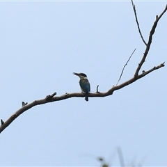 Todiramphus sanctus (Sacred Kingfisher) at Gibberagee, NSW - 25 Nov 2012 by Bungybird