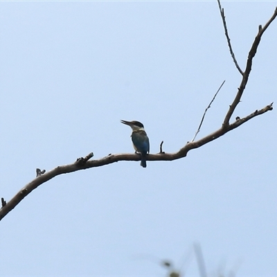 Todiramphus sanctus (Sacred Kingfisher) at Gibberagee, NSW - 25 Nov 2012 by Bungybird