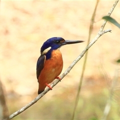 Ceyx azureus (Azure Kingfisher) at Gibberagee, NSW - 25 Nov 2012 by Bungybird