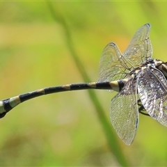 Ictinogomphus australis (Australian Tiger) at Gibberagee, NSW - 31 Jan 2015 by Bungybird