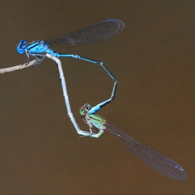 Pseudagrion microcephalum (Blue Riverdamsel) at Gibberagee, NSW - 31 Jan 2015 by Bungybird