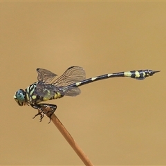 Ictinogomphus australis (Australian Tiger) at Gibberagee, NSW - 31 Jan 2015 by Bungybird