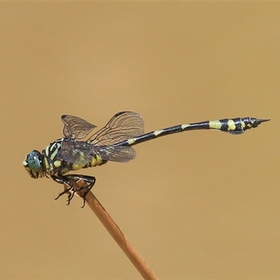 Ictinogomphus australis (Australian Tiger) at Gibberagee, NSW - 31 Jan 2015 by Bungybird