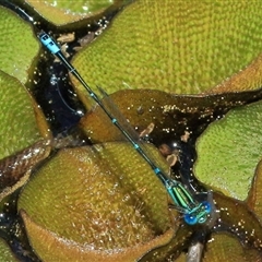 Austroagrion watsoni (Eastern Billabongfly) at Gibberagee, NSW - 31 Jan 2015 by Bungybird