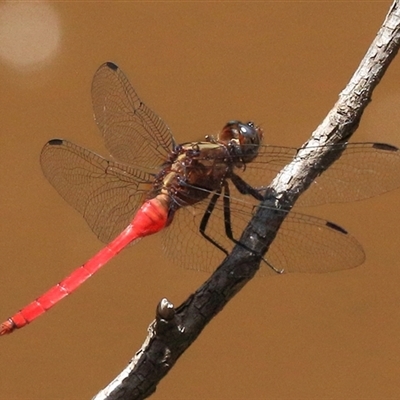 Orthetrum villosovittatum (Fiery Skimmer) at Gibberagee, NSW - 1 Feb 2015 by Bungybird