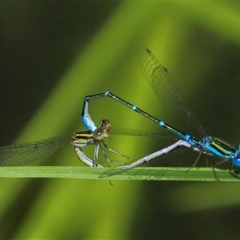 Austroagrion watsoni (Eastern Billabongfly) at Gibberagee, NSW - 11 Feb 2015 by Bungybird