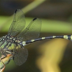 Ictinogomphus australis (Australian Tiger) at Gibberagee, NSW - 26 Jan 2022 by Bungybird