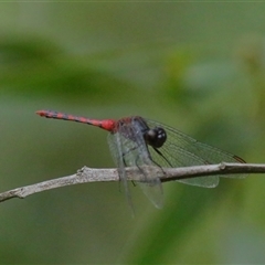 Diplacodes melanopsis (Black-faced Percher) at Gibberagee, NSW - 26 Jan 2022 by Bungybird