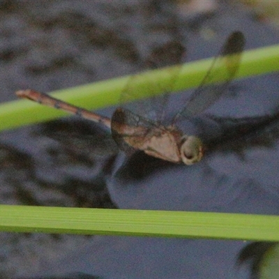 Zyxomma elgneri (Short-tailed Duskdarter) at Gibberagee, NSW - 26 Jan 2022 by Bungybird