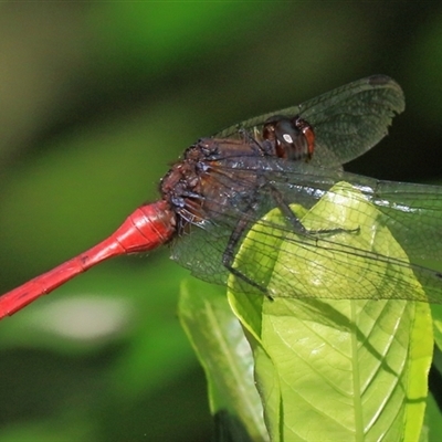 Orthetrum villosovittatum (Fiery Skimmer) at Gibberagee, NSW - 30 Jan 2015 by Bungybird