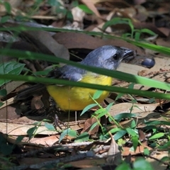 Eopsaltria australis (Eastern Yellow Robin) at Gibberagee, NSW - 30 Jan 2015 by Bungybird