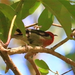 Myzomela sanguinolenta (Scarlet Honeyeater) at Gibberagee, NSW - 30 Jan 2015 by Bungybird