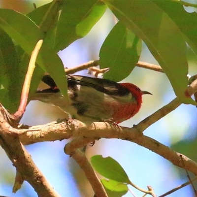 Myzomela sanguinolenta (Scarlet Honeyeater) at Gibberagee, NSW - 30 Jan 2015 by Bungybird