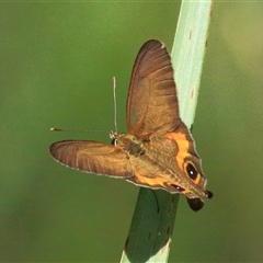 Hypocysta metirius (Brown Ringlet) at Gibberagee, NSW - 30 Jan 2015 by Bungybird