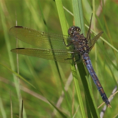 Orthetrum caledonicum (Blue Skimmer) at Gibberagee, NSW - 30 Jan 2015 by Bungybird