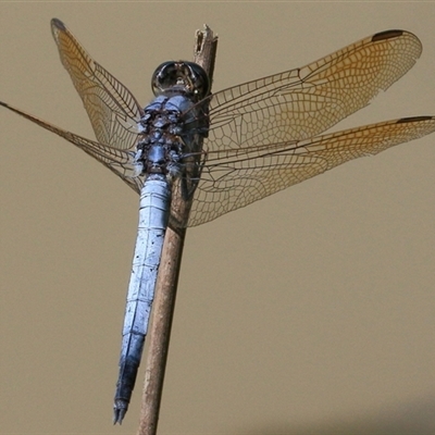 Orthetrum caledonicum (Blue Skimmer) at Gibberagee, NSW - 30 Jan 2015 by Bungybird