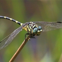 Ictinogomphus australis (Australian Tiger) at Gibberagee, NSW - 30 Jan 2015 by Bungybird