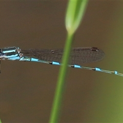 Austrolestes leda (Wandering Ringtail) at Gibberagee, NSW - 30 Jan 2015 by Bungybird