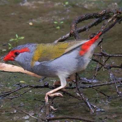 Neochmia temporalis (Red-browed Finch) at Gibberagee, NSW - 3 Feb 2015 by Bungybird