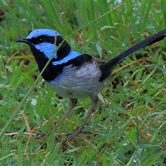 Malurus cyaneus (Superb Fairywren) at Gibberagee, NSW - 3 Feb 2015 by Bungybird