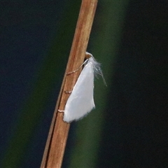 Tipanaea patulella (A Crambid moth) at Gibberagee, NSW - 4 Feb 2015 by Bungybird