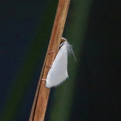 Tipanaea patulella (A Crambid moth) at Gibberagee, NSW - 4 Feb 2015 by Bungybird